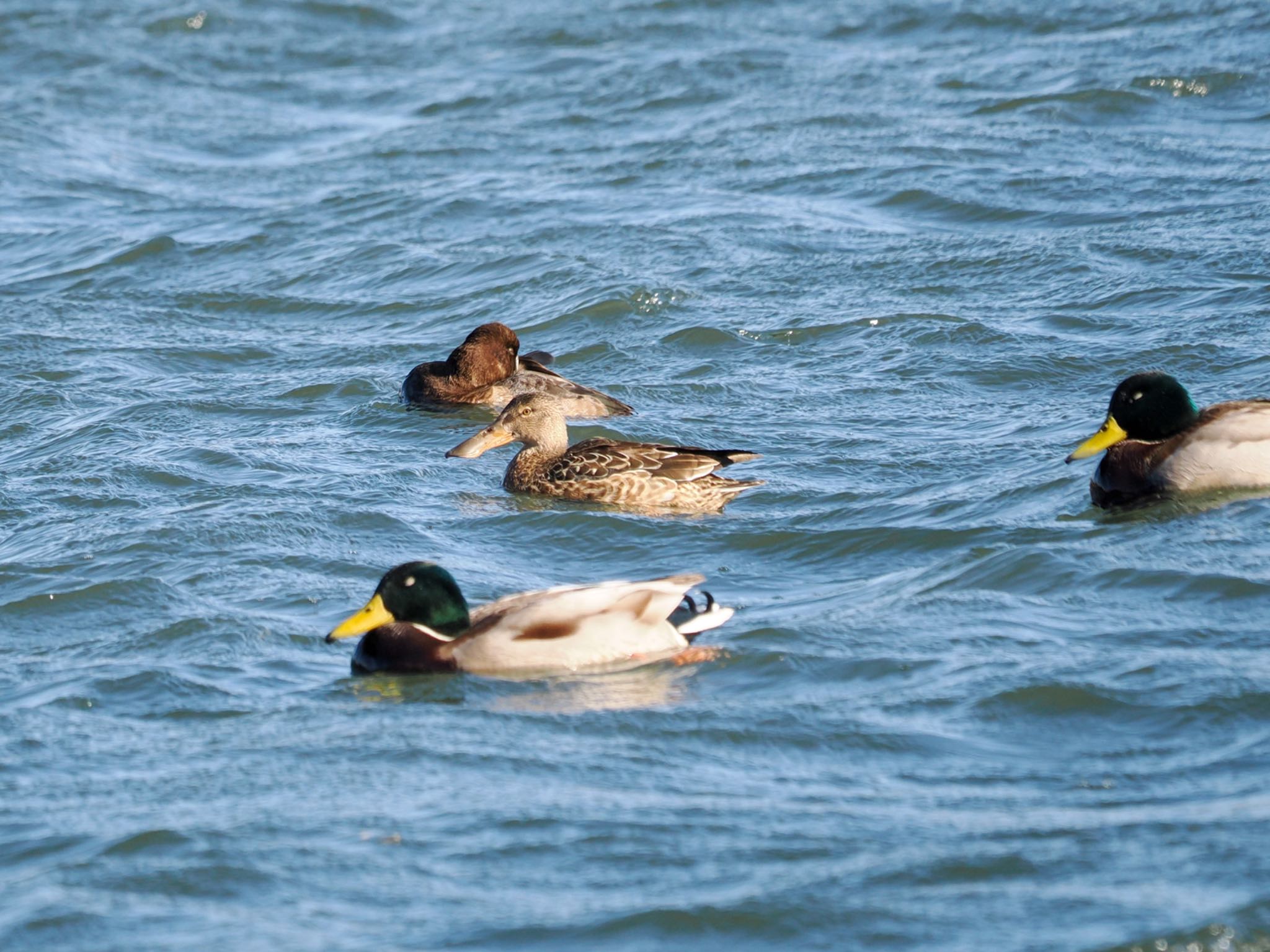 Northern Shoveler