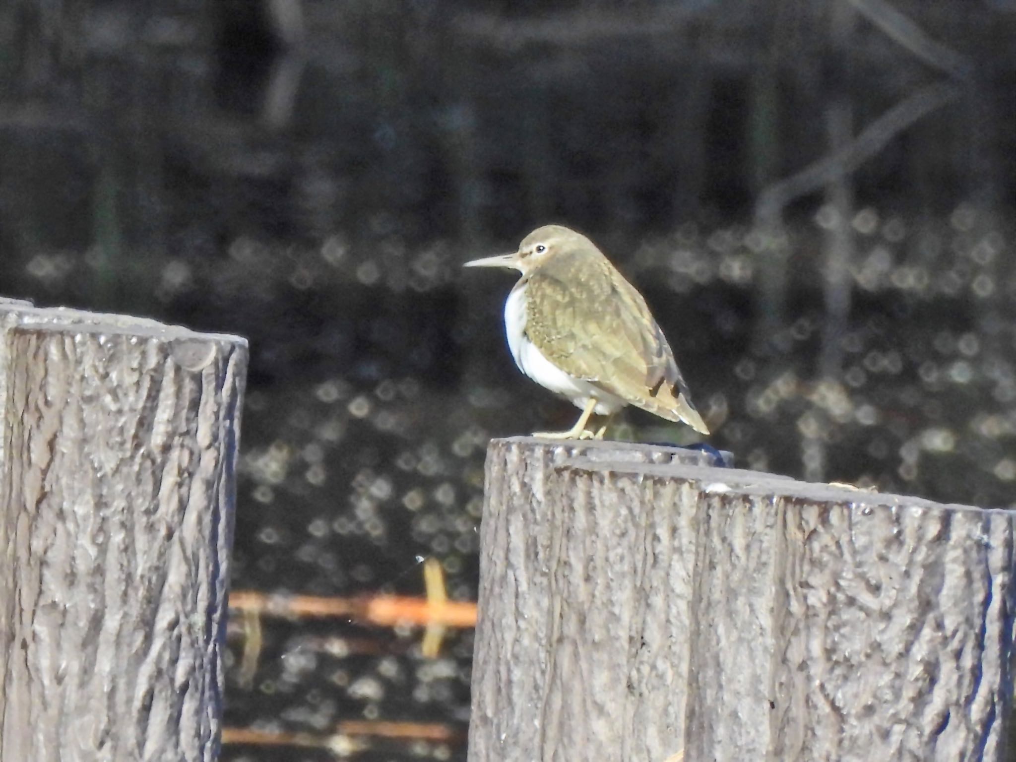 Common Sandpiper