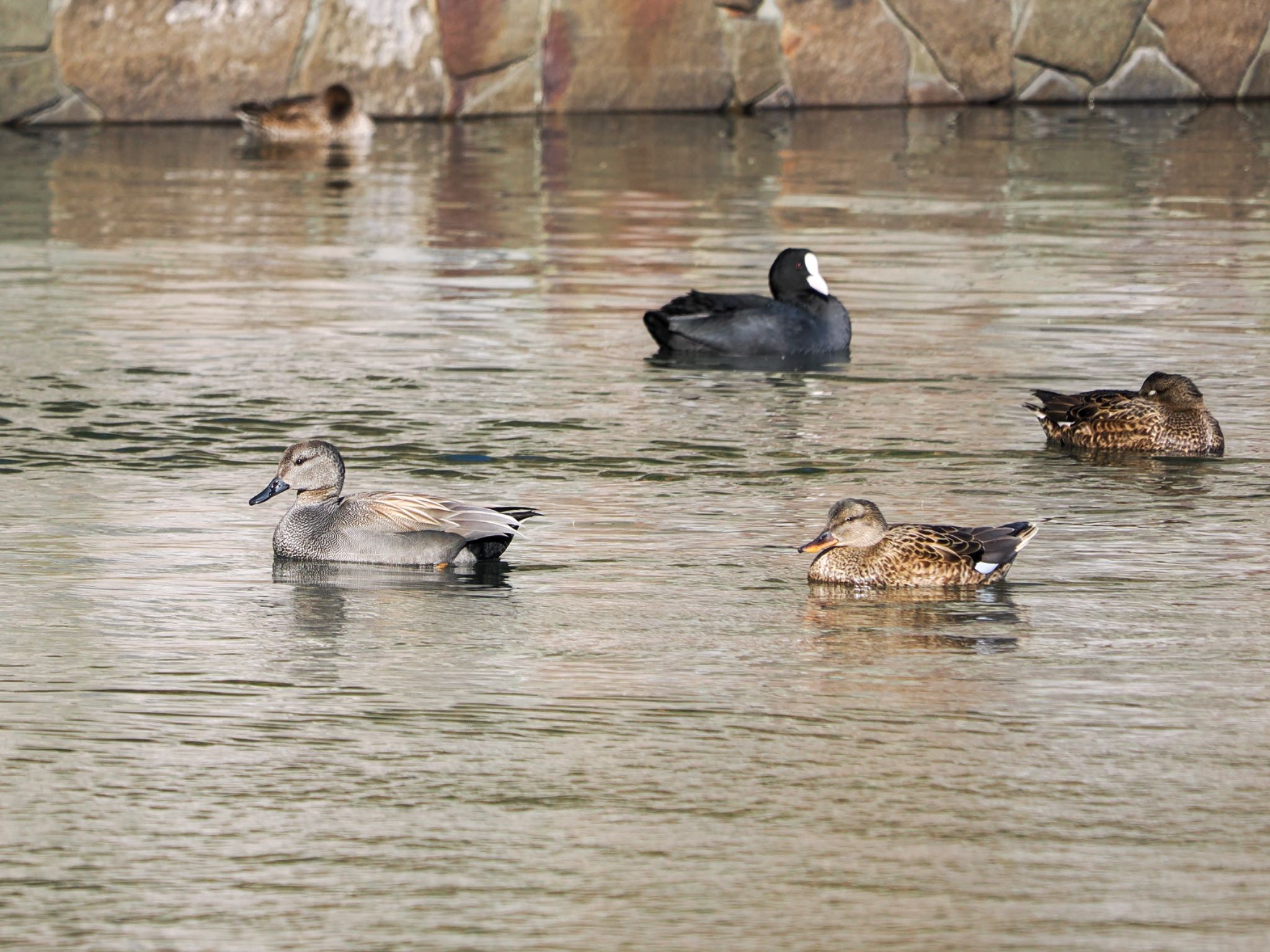 Gadwall