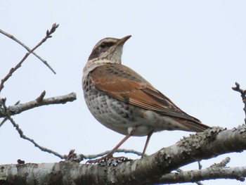 Dusky Thrush 平筒沼(宮城県登米市) Tue, 12/26/2023