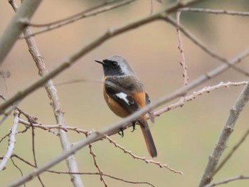 Daurian Redstart 平筒沼(宮城県登米市) Tue, 12/26/2023