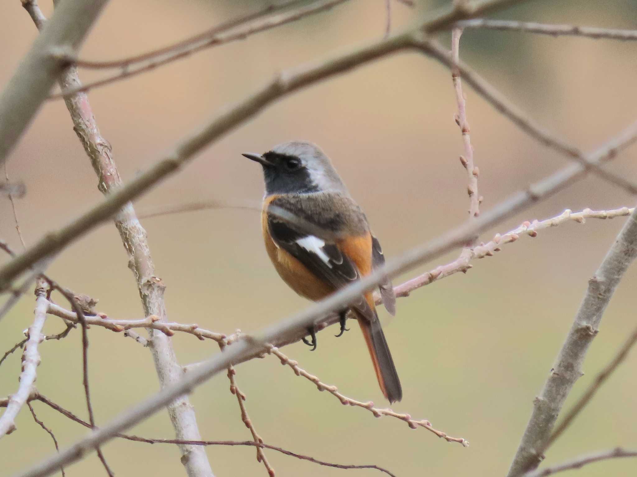 Daurian Redstart