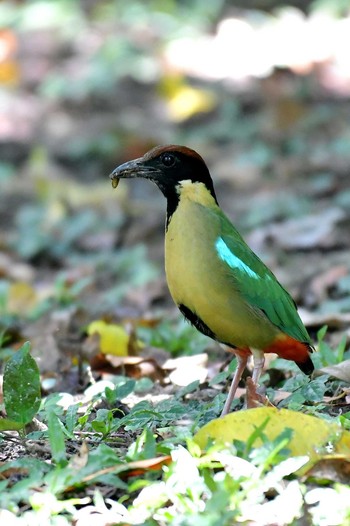 ノドグロヤイロチョウ オーストラリア・ケアンズ周辺 撮影日未設定