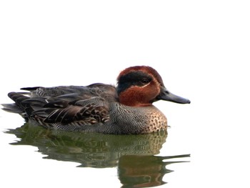 Eurasian Teal Hattori Ryokuchi Park Sun, 12/3/2023