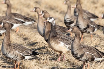 Snow Goose x Greater White-fronted Goose