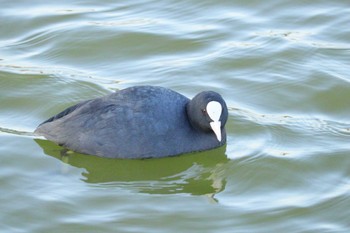 オオバン 七本木池公園(半田市) 2023年12月27日(水)