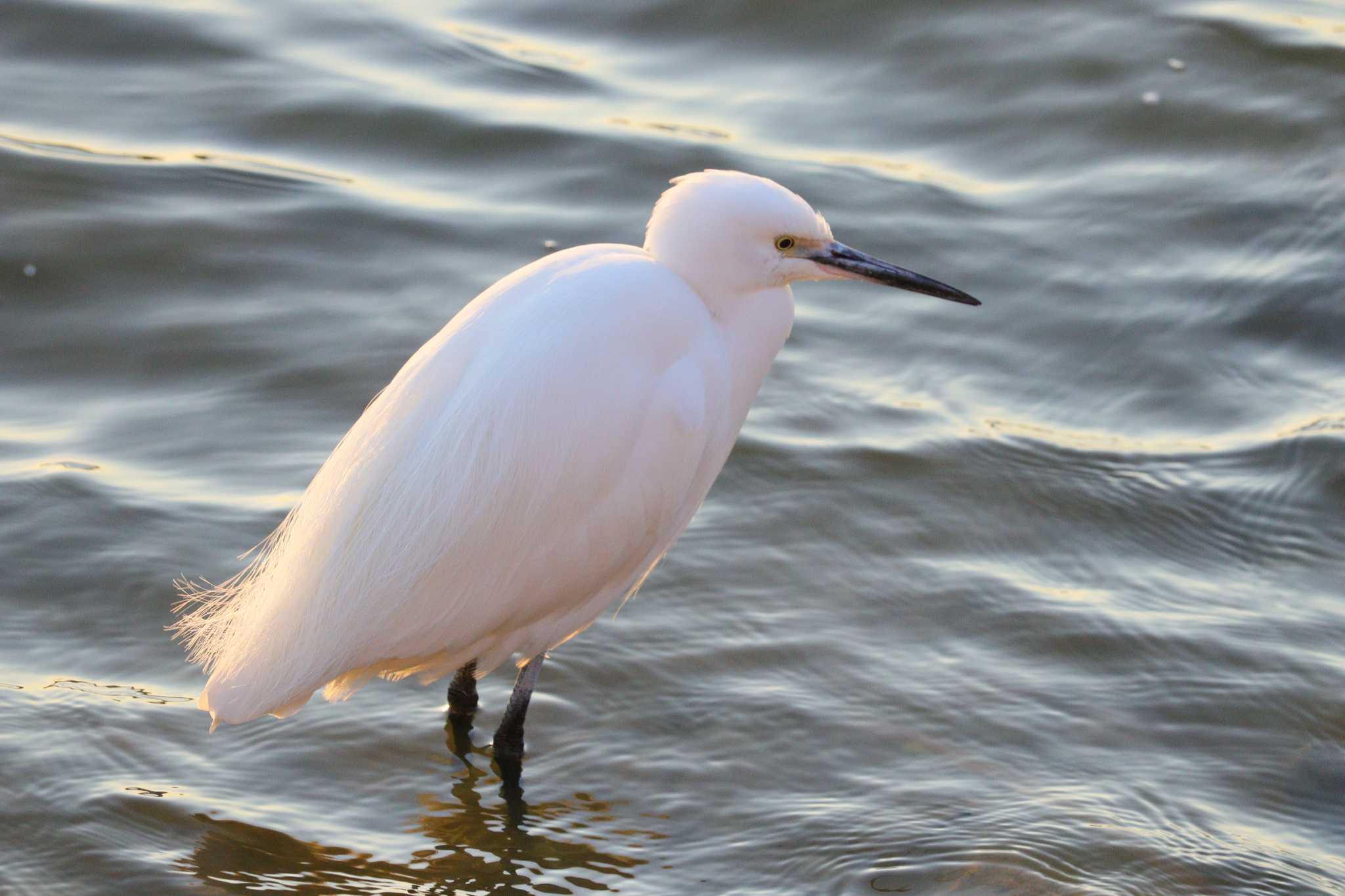 Little Egret