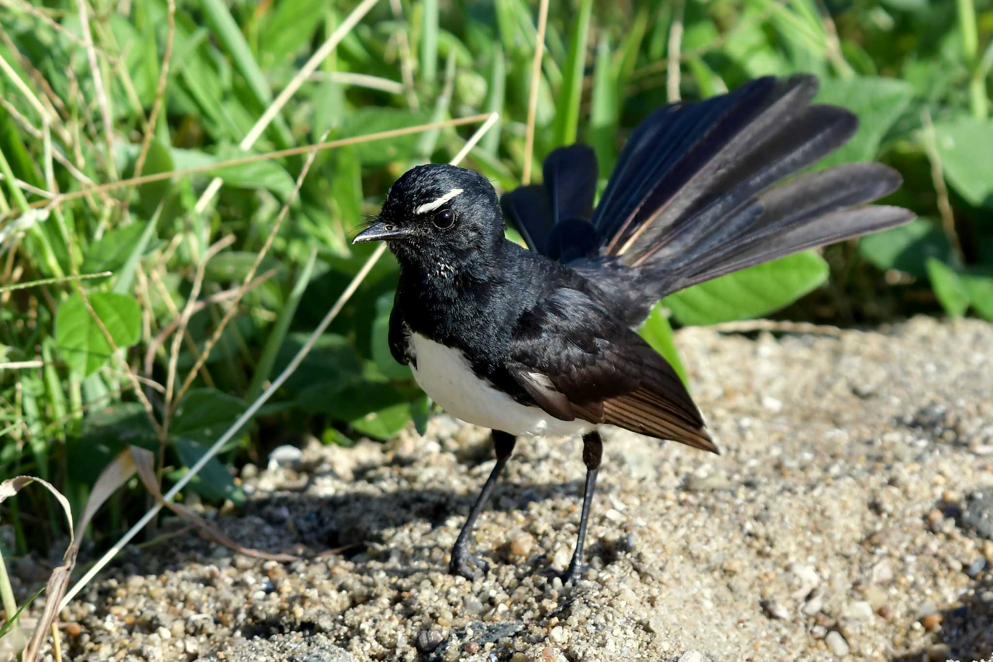 ヨコフリオウギビタキ