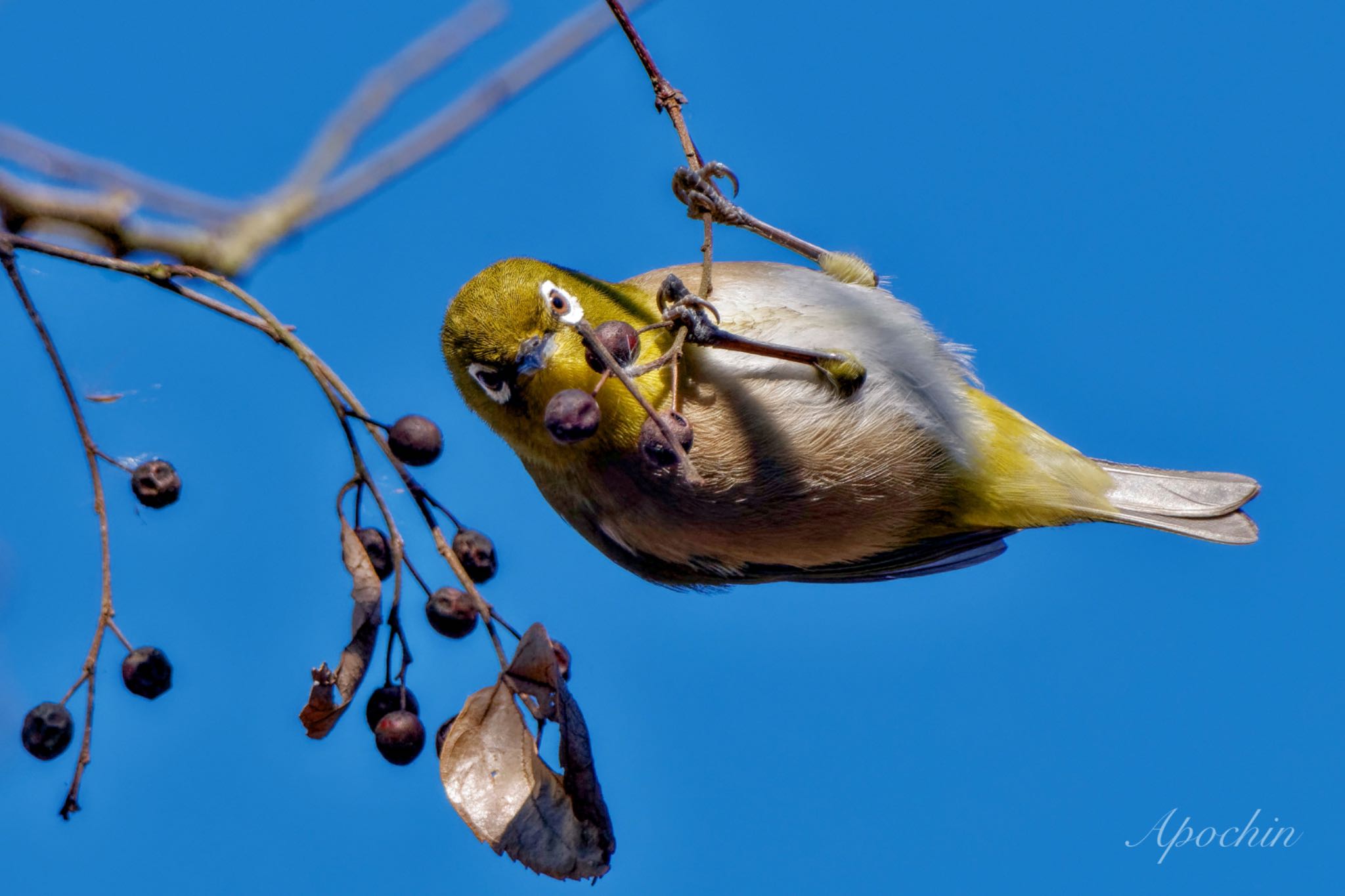 Warbling White-eye