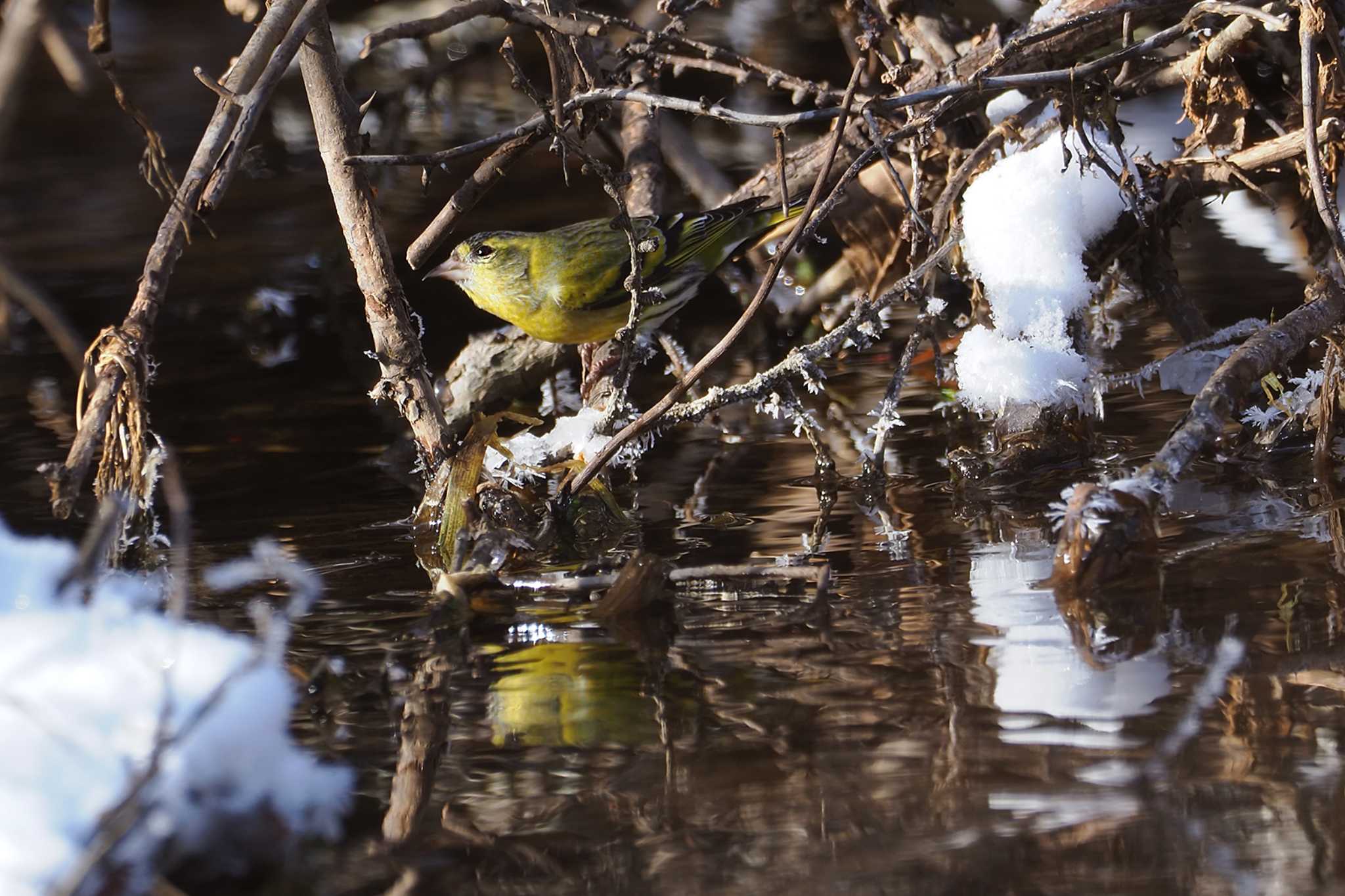 Eurasian Siskin