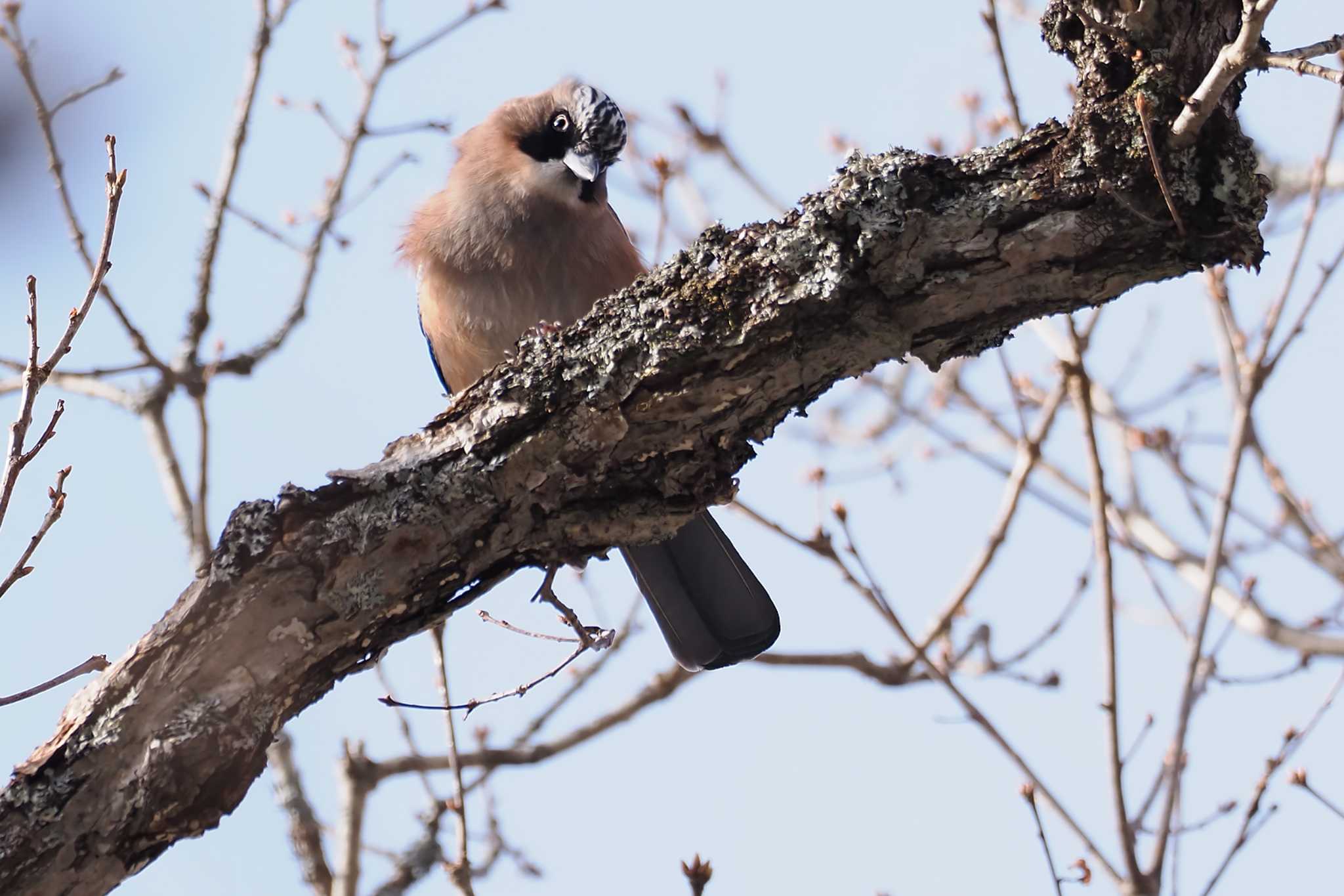 Eurasian Jay