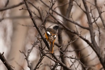 Daurian Redstart 芦屋市総合公園 Wed, 12/27/2023