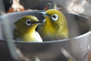 Warbling White-eye Osaka Nanko Bird Sanctuary Sun, 12/24/2023