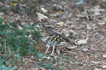 トラツグミ 秋ヶ瀬公園 2023年12月26日(火)