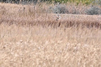 チュウヒ 涸沼 2023年12月19日(火)