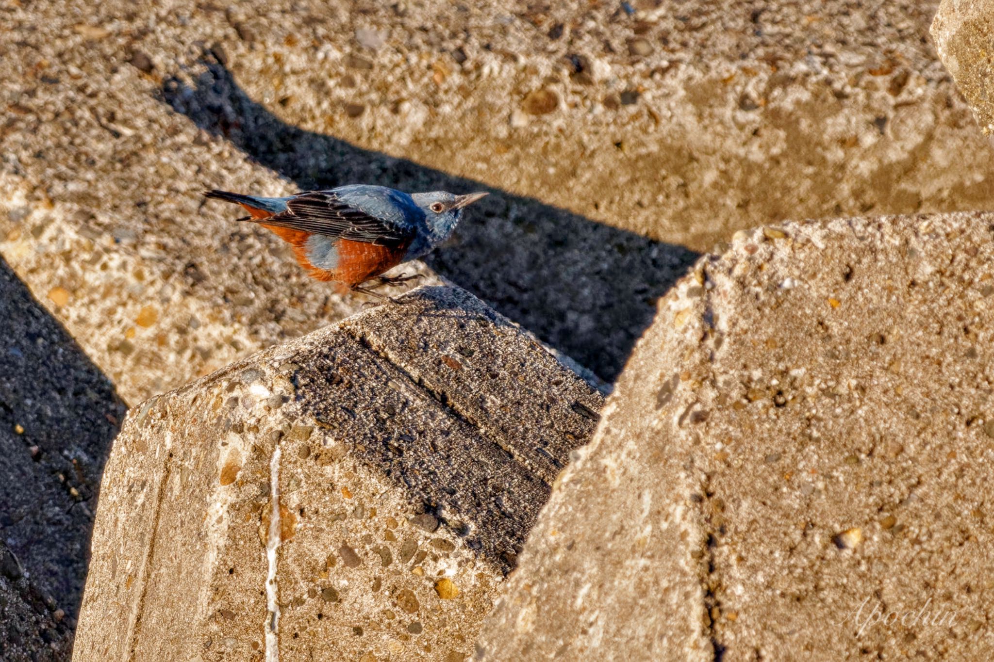 Blue Rock Thrush