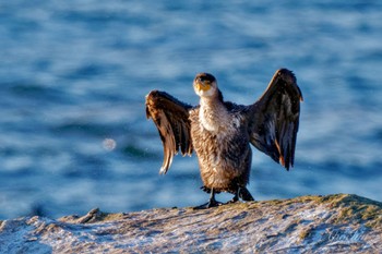 ウミウ 平磯海岸 2023年12月23日(土)