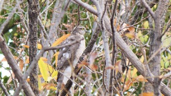 Eurasian Sparrowhawk Koyaike Park Wed, 12/27/2023