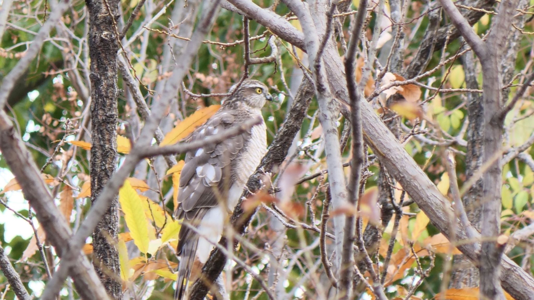 Eurasian Sparrowhawk