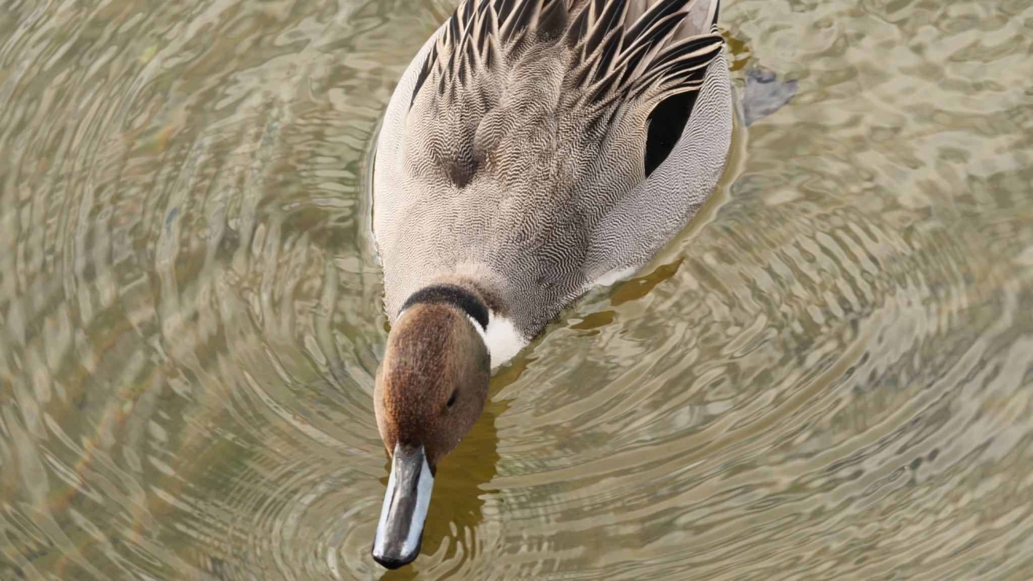 Photo of Northern Pintail at Koyaike Park by コゲラ