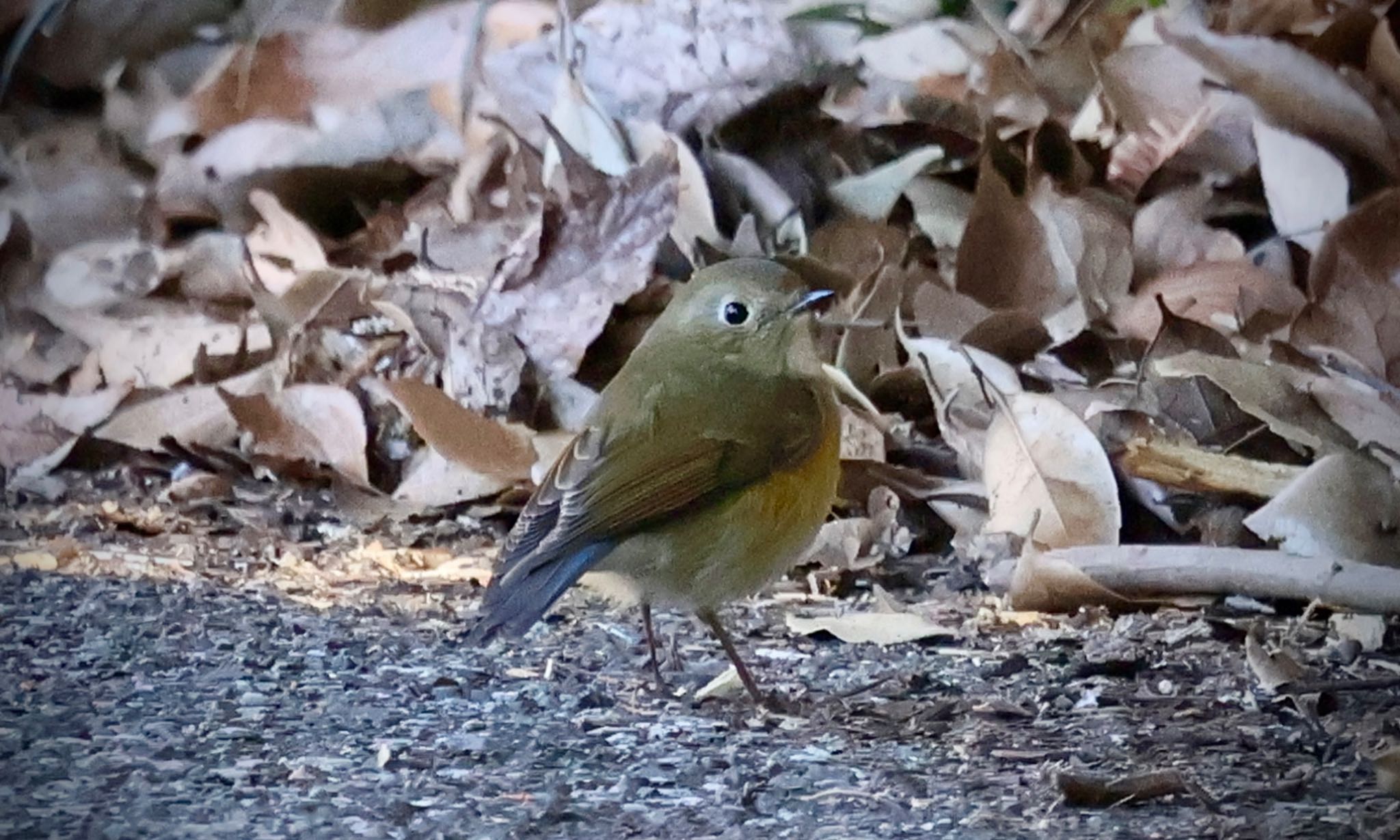 Red-flanked Bluetail