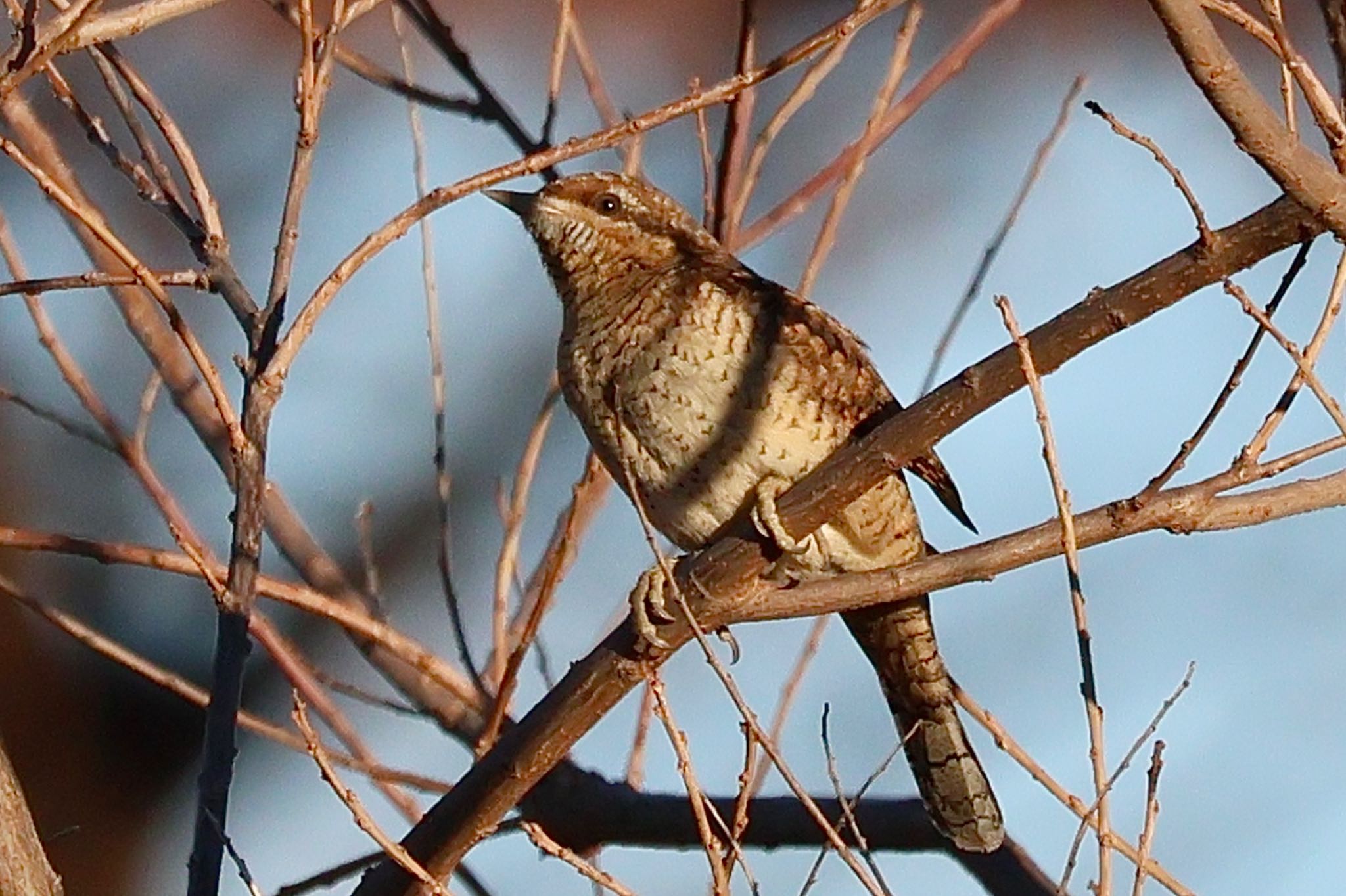 Eurasian Wryneck