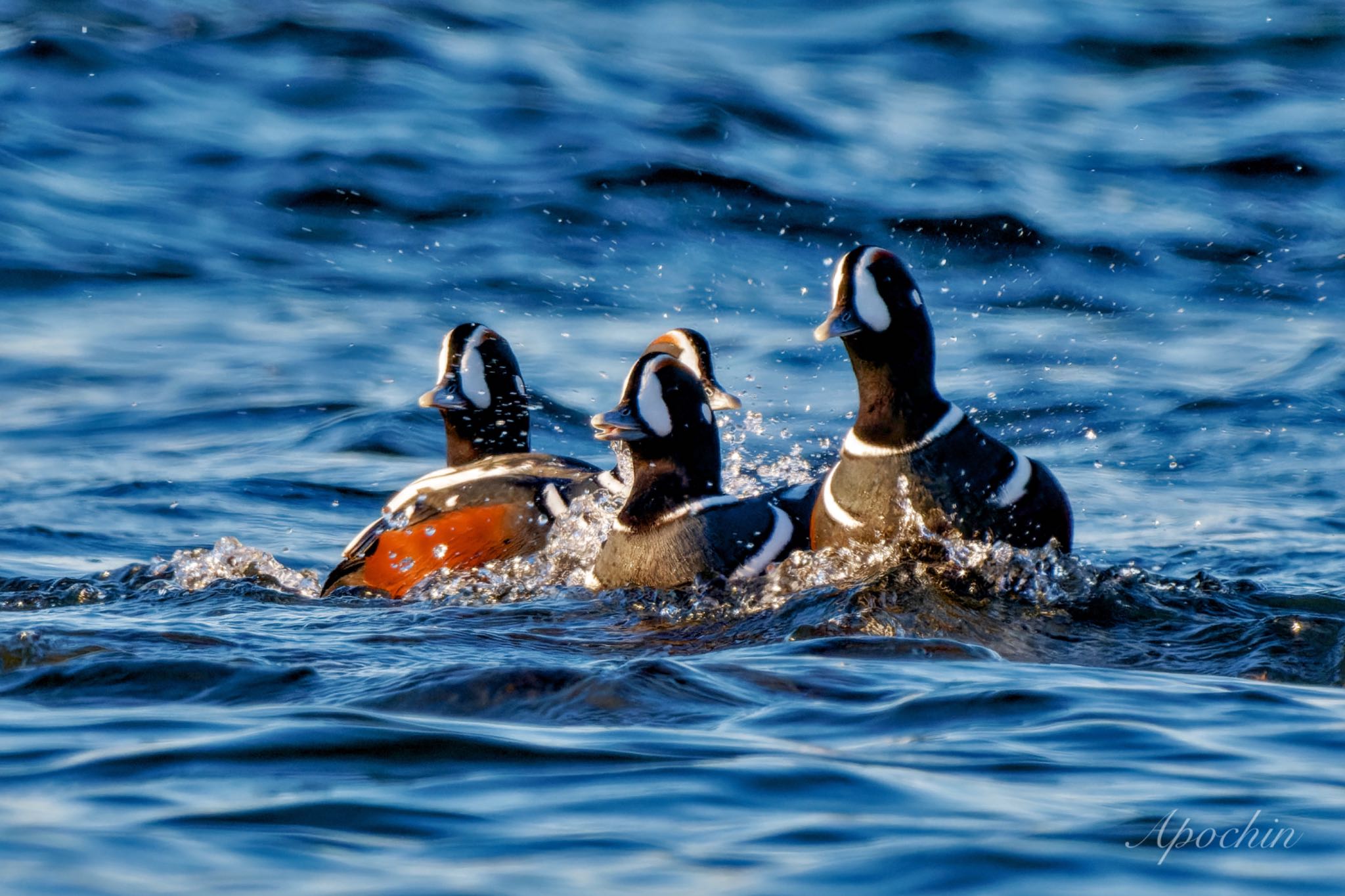 Harlequin Duck