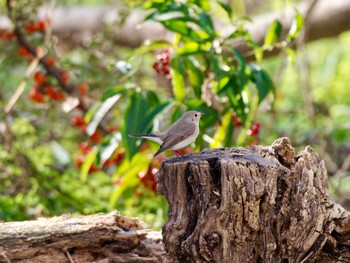 Taiga Flycatcher 高槻市 Tue, 12/26/2023