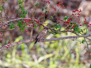 Taiga Flycatcher 高槻市 Tue, 12/26/2023