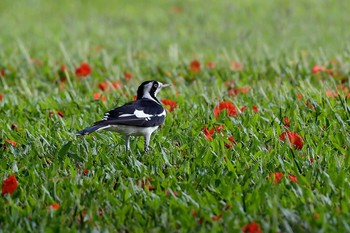 Magpie-lark