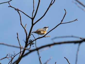 2023年12月16日(土) 早戸川林道の野鳥観察記録