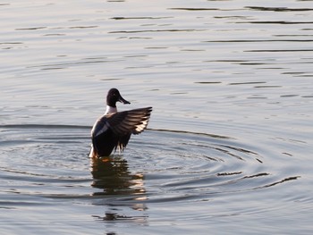 2023年12月25日(月) 昭和記念公園の野鳥観察記録