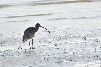 1970年1月1日(木) オーストラリア・ケアンズ周辺の野鳥観察記録