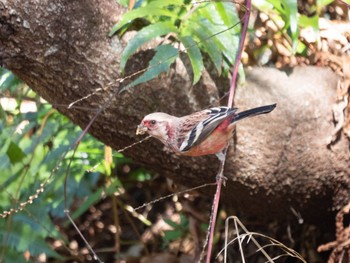 2023年12月10日(日) 早戸川林道の野鳥観察記録