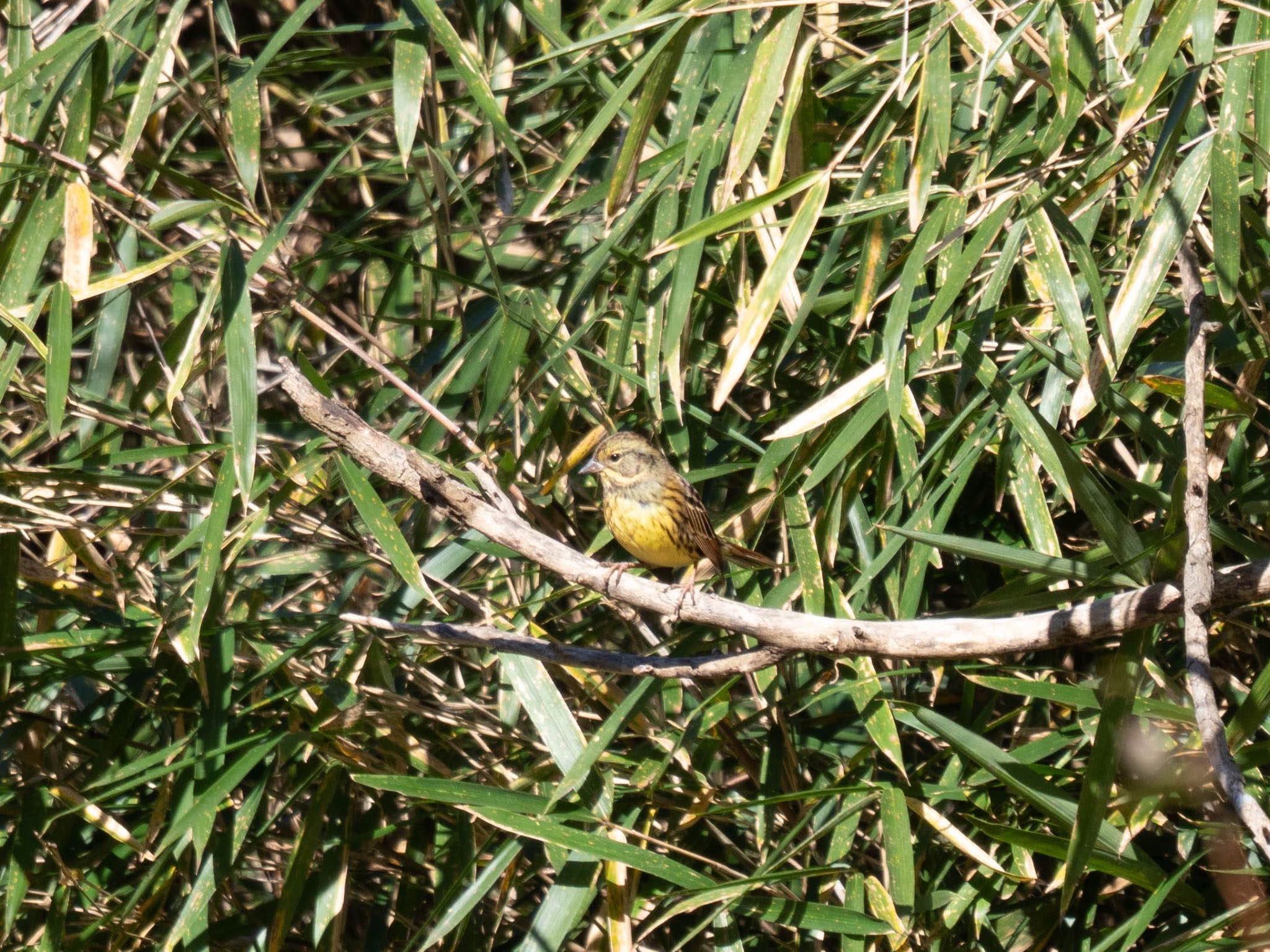 Masked Bunting