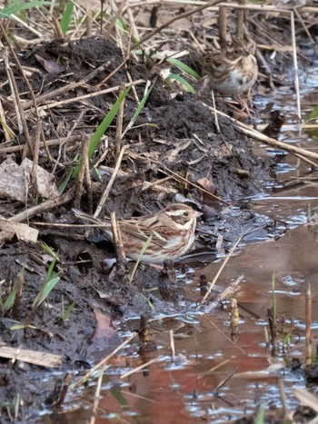 Sat, 12/9/2023 Birding report at Maioka Park