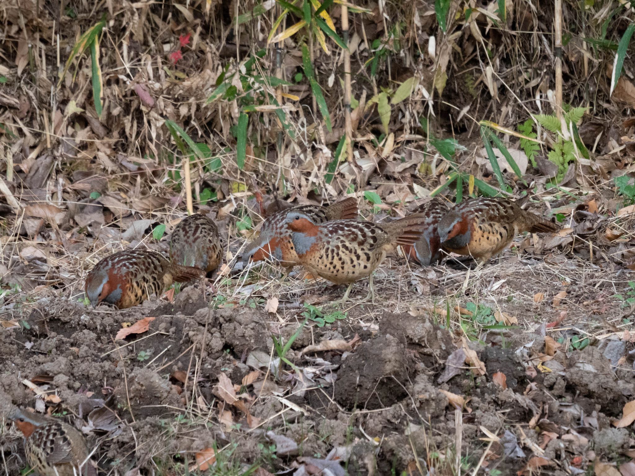 Chinese Bamboo Partridge