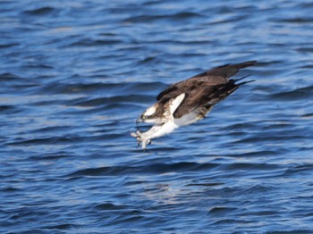 Osprey 焼津市 Sat, 12/23/2023