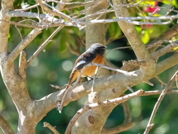 Sat, 12/2/2023 Birding report at 観音崎公園