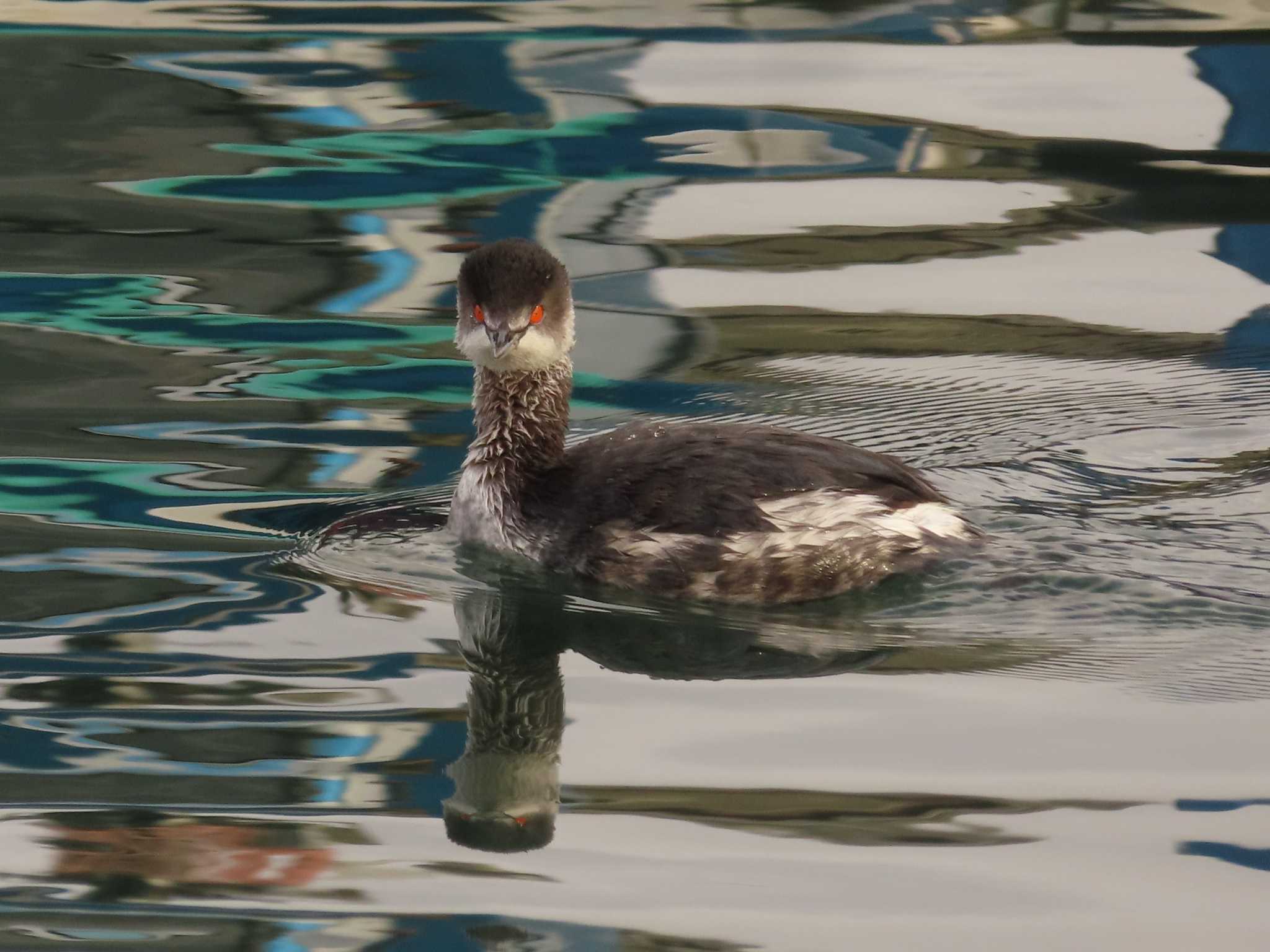 銚子漁港 ハジロカイツブリの写真 by ゆ