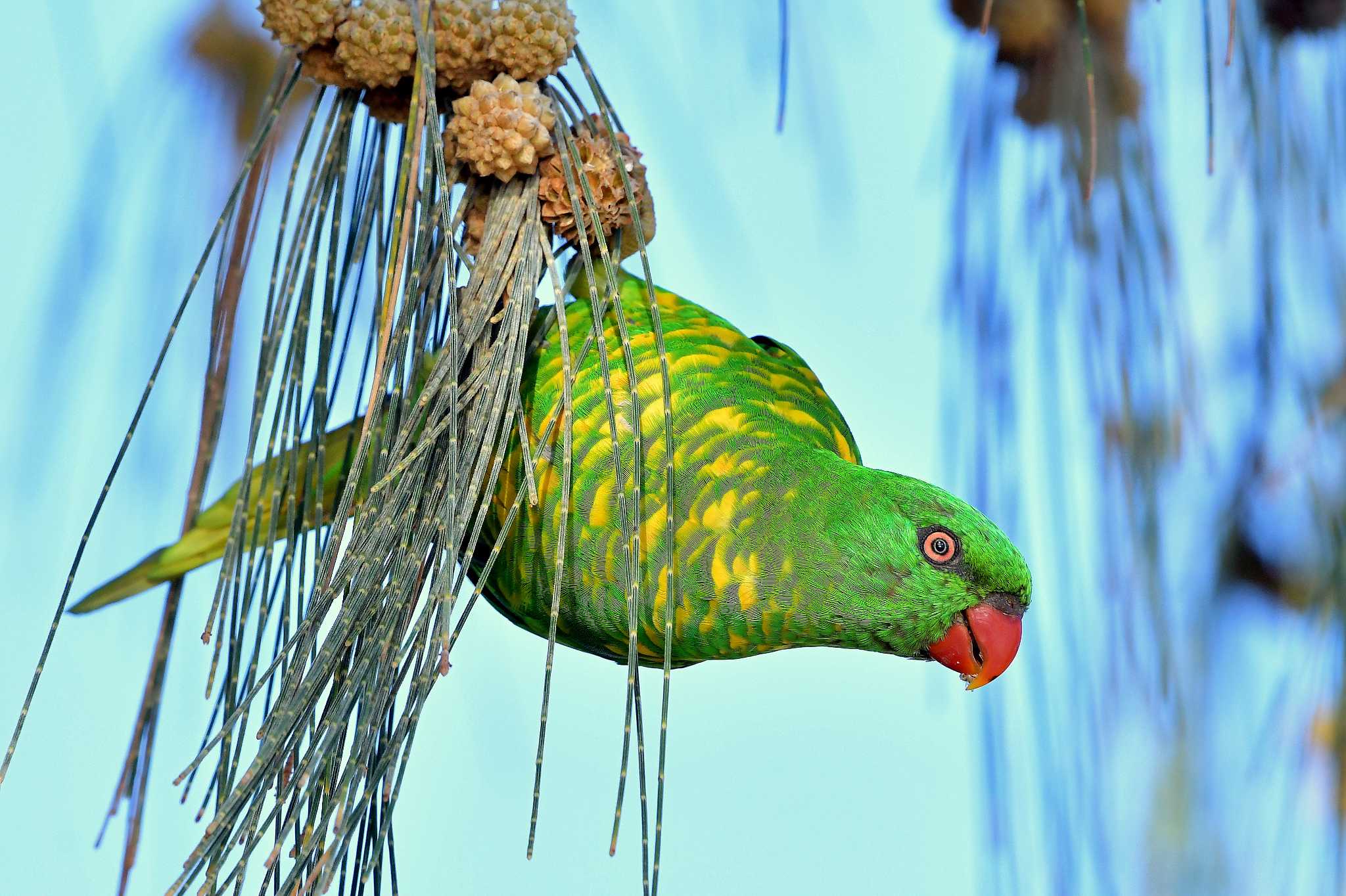 オーストラリア・ケアンズ周辺 コセイガイインコの写真 by Markee Norman