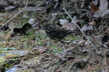 Grey Bunting 広島緑化センター Thu, 12/28/2023