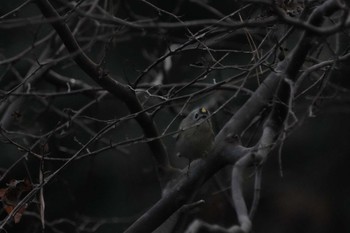 Goldcrest 広島緑化センター Thu, 12/28/2023