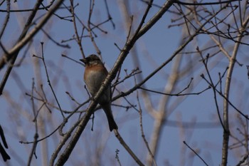 Brambling 広島緑化センター Thu, 12/28/2023