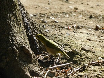 Thu, 12/28/2023 Birding report at 平和の森公園、妙正寺川