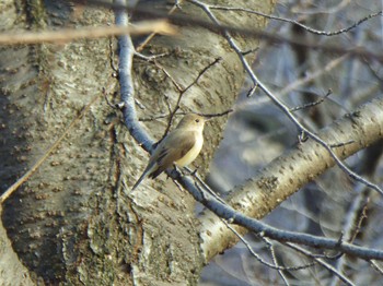 Red-breasted Flycatcher Osaka castle park Thu, 12/28/2023