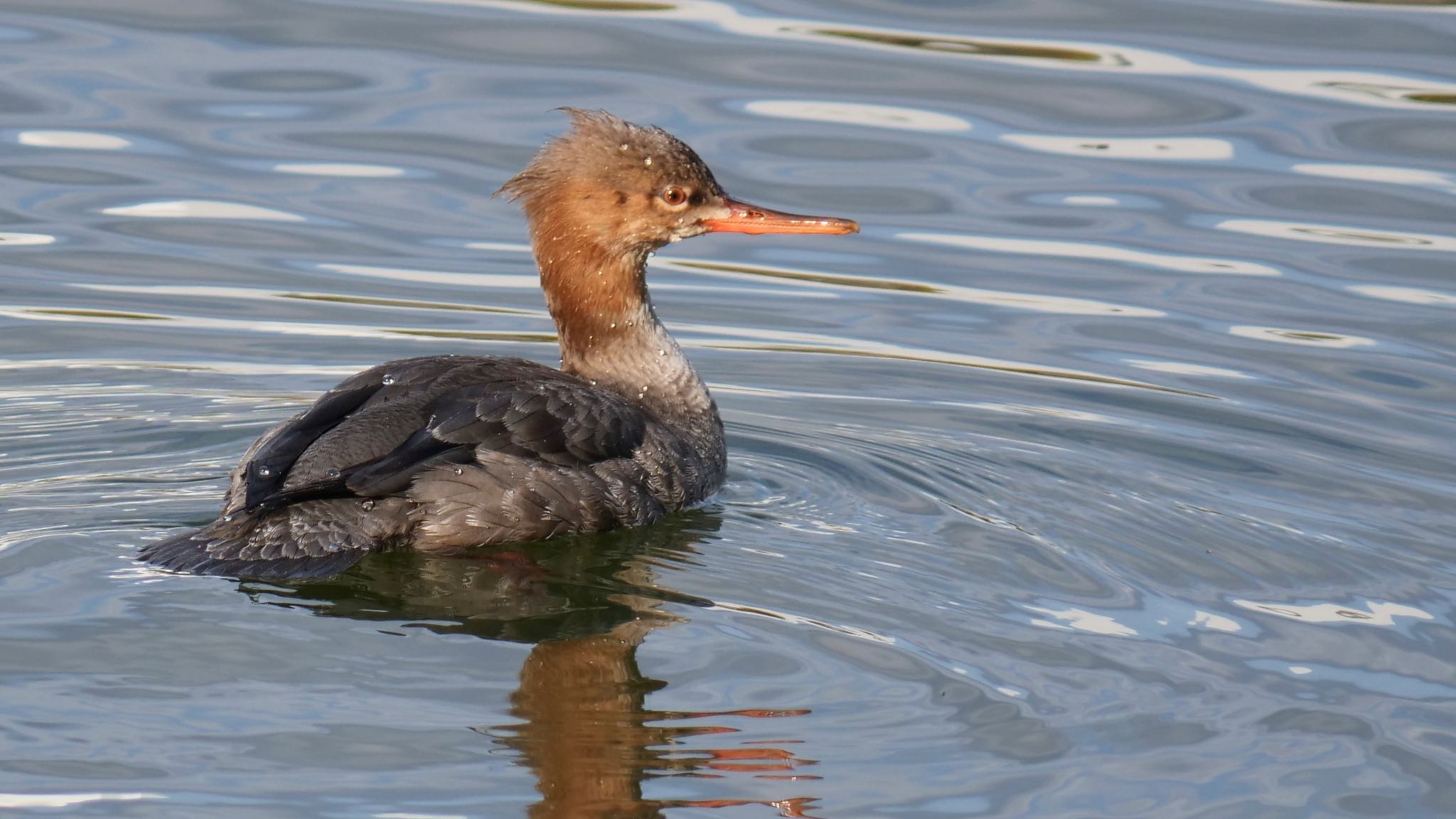 Red-breasted Merganser