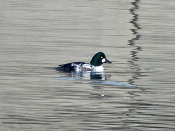 ホオジロガモ 安濃川河口 2023年12月28日(木)