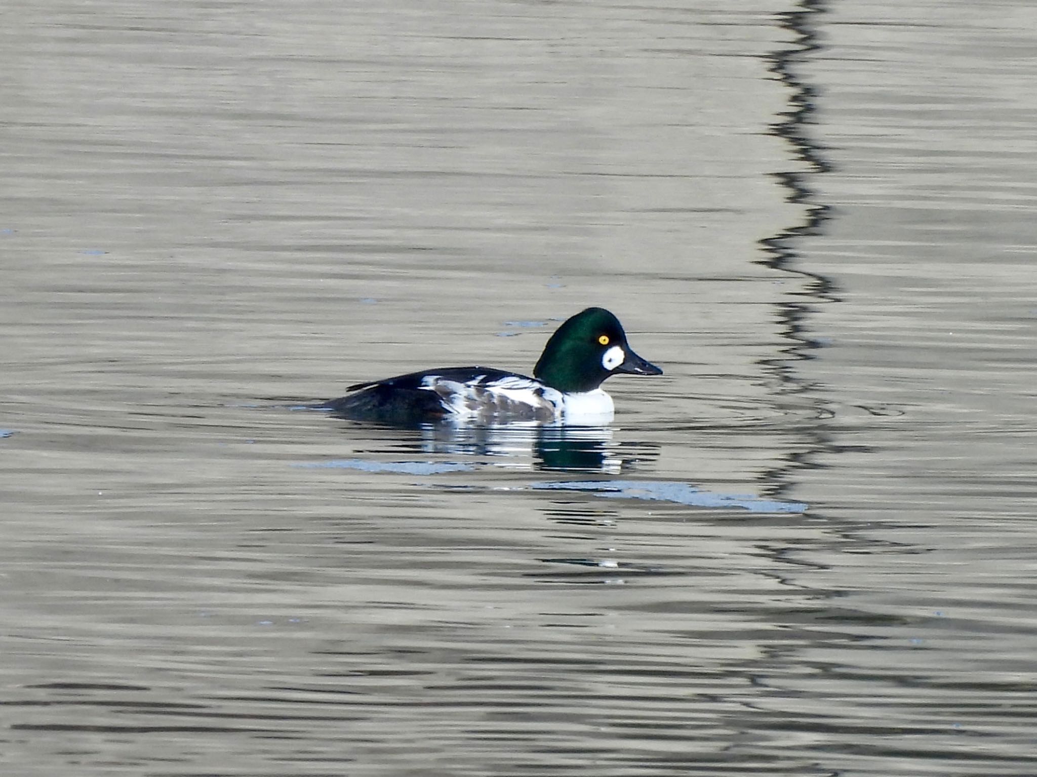 Photo of Common Goldeneye at 安濃川河口 by カモちゃん