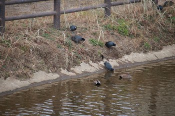 Eurasian Coot 家の近所 Thu, 12/28/2023